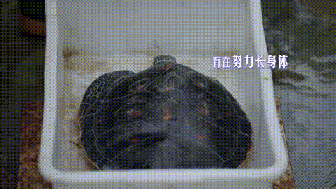 640?wx_fmt=gif&from=appmsg 图片